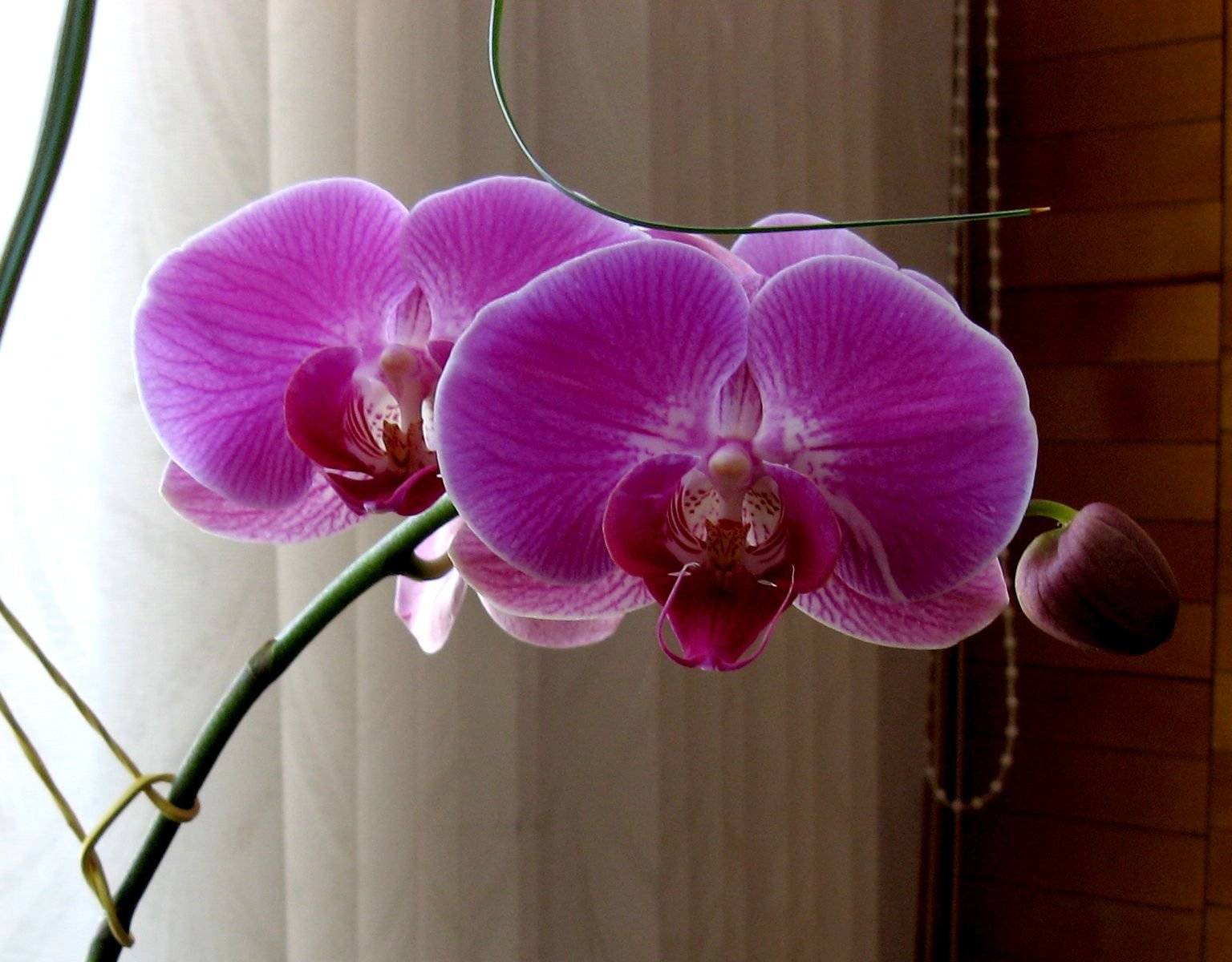 Орхидея жемчужина императора фото и описание