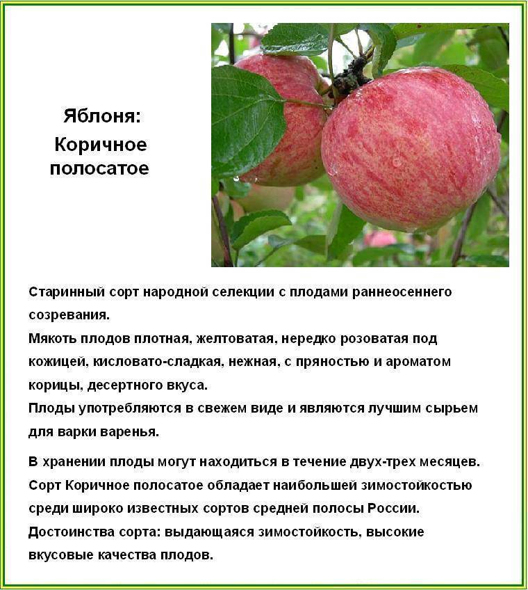 Сорт яблони коричное полосатое фото и описание сорта