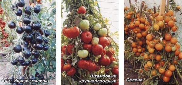 Томат лабрадор: описание и характеристика сорта, отзывы садоводов с фото