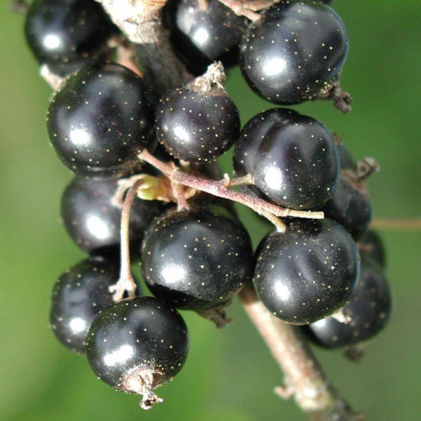 Смородина дикая: черенок, черная, фото и описание, где растет, название, виды, оранжевая, репис, правила выращивания
