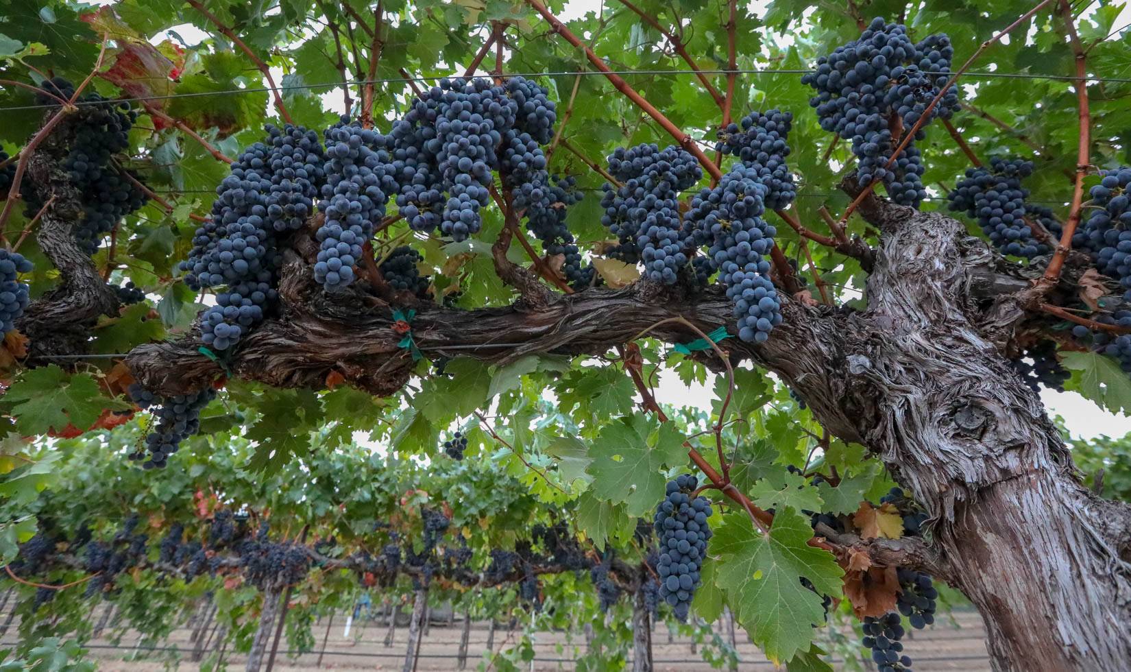 Виноград мерло: описание и характеристика сорта, посадка и уход, советы садоводов