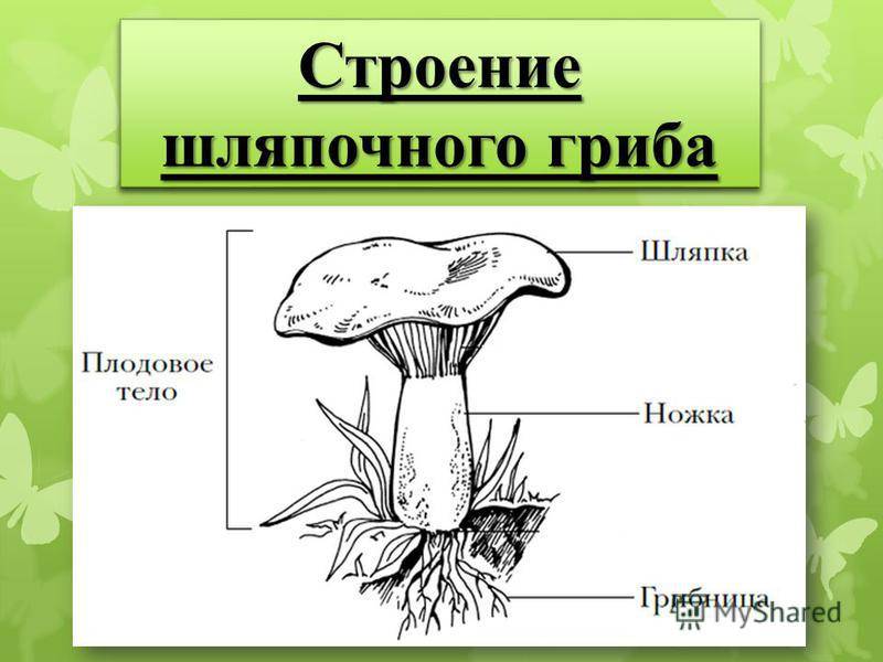 Части гриба рисунок схема