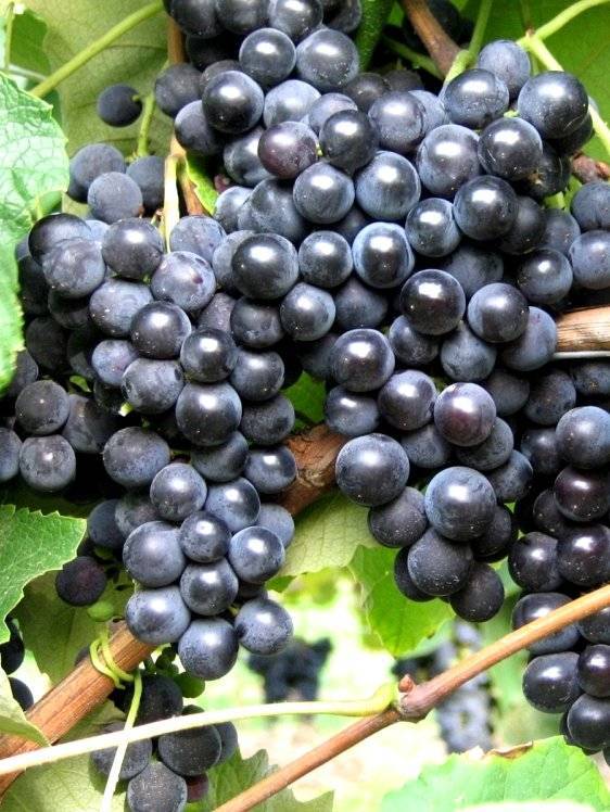 Описание сорта винограда изабелла фото и описание
