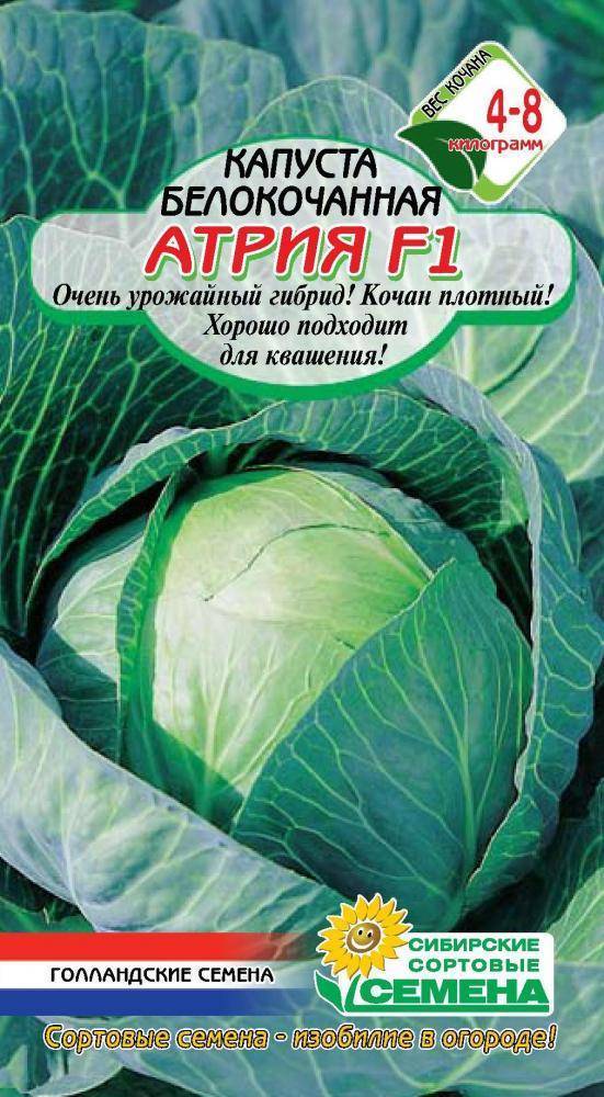 Описание сорта капусты атрия и ее особенности выращивания