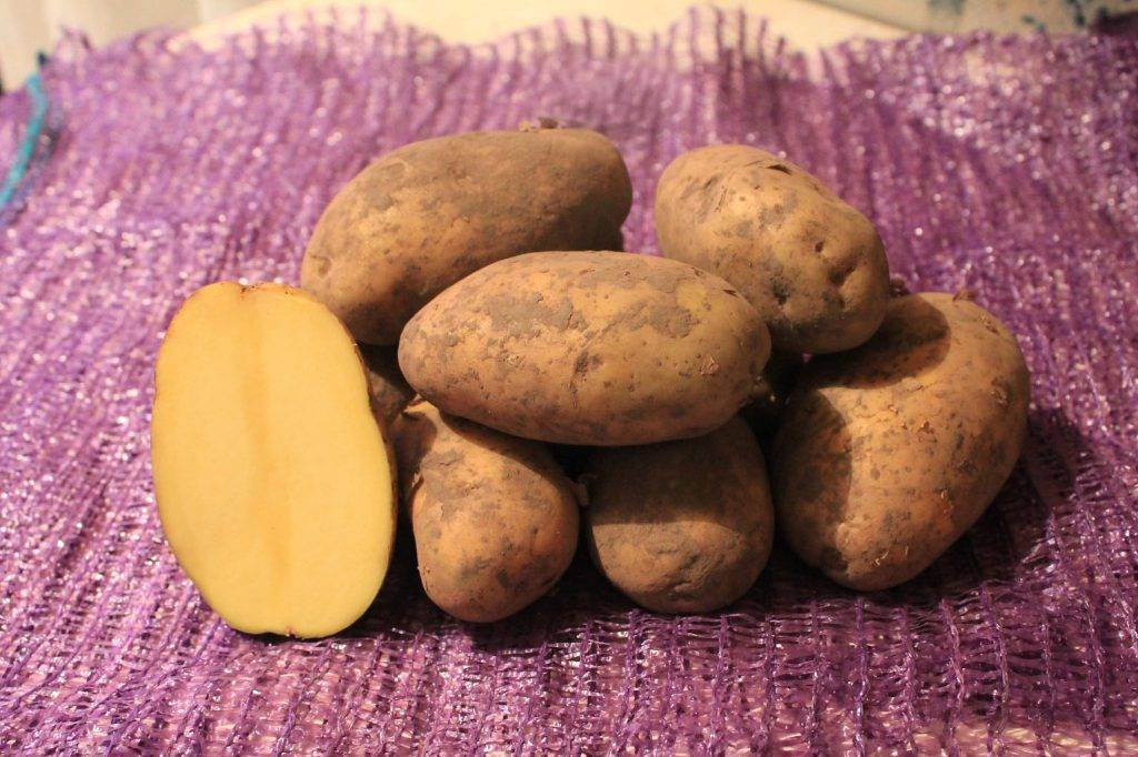 Что представляет картофель джувел. описание сорта, фото, отзывы