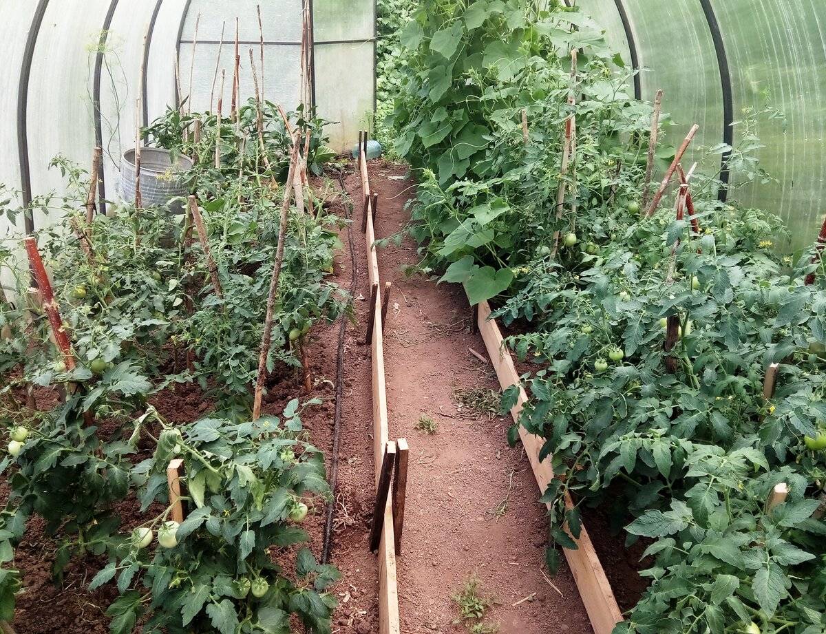 Смешанные посадки: что посадить на одной грядке с томатами в теплице