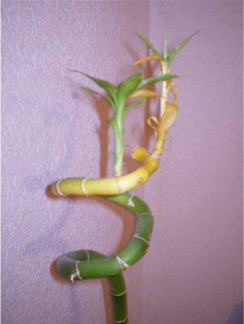 Декоративный бамбук в домашних условиях уход | flowery-blog