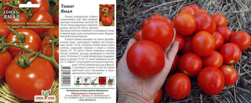 Штамбовые сорта томатов для теплиц