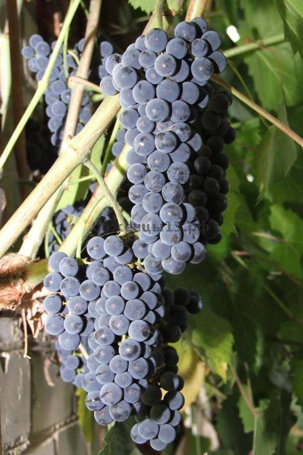 Виноград алекса: описание сорта и характеристики, посадка и выращивание