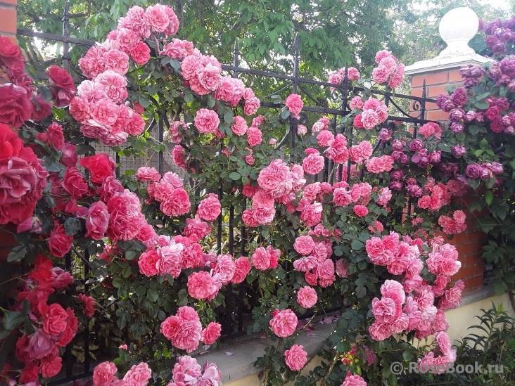 Плетистая роза лавиния, фото и описание