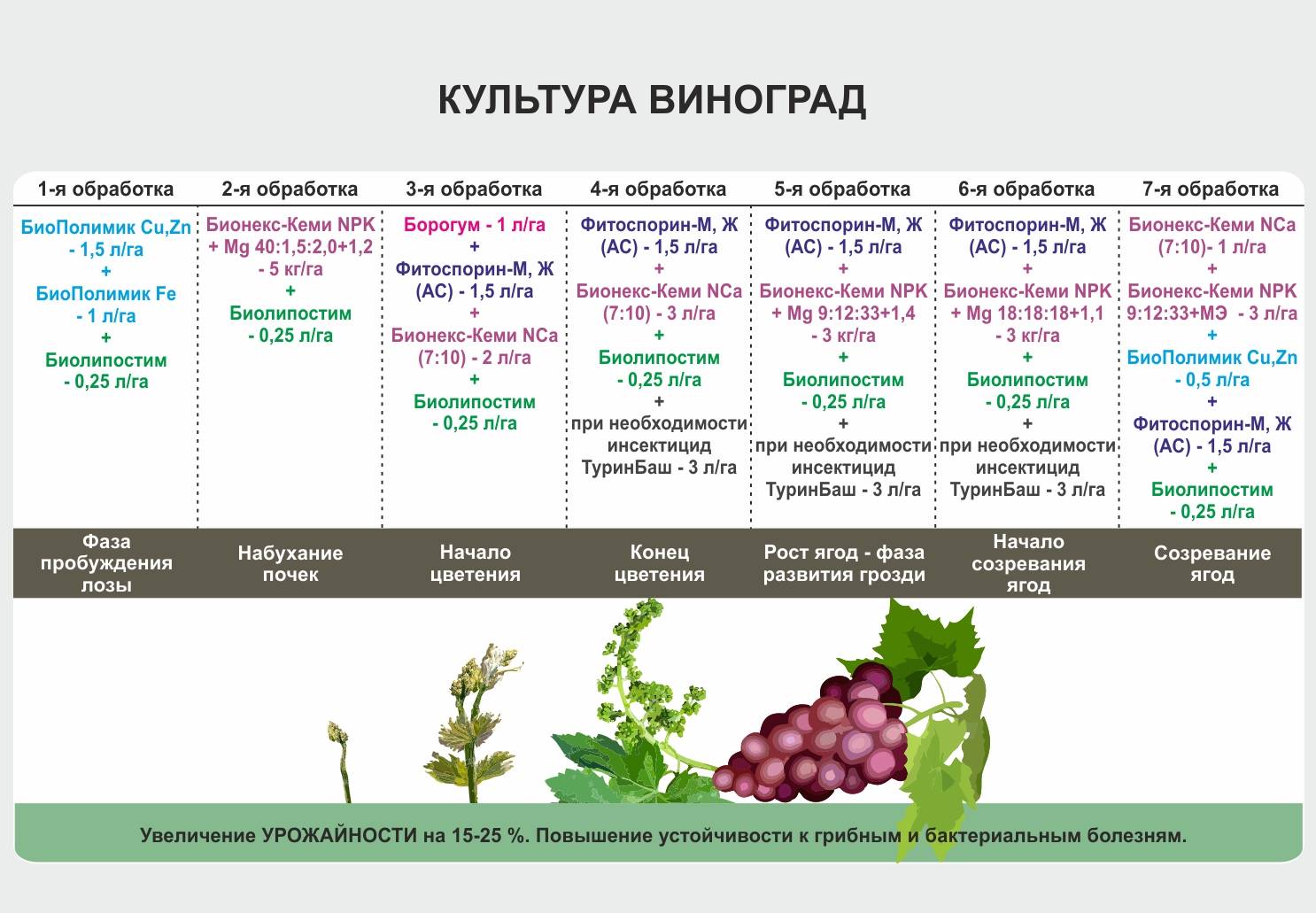 Схема обработки винограда на сезон