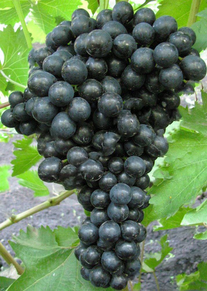 Черный виноград кишмиш: виды - палец, принц - описание сорта, выращивание