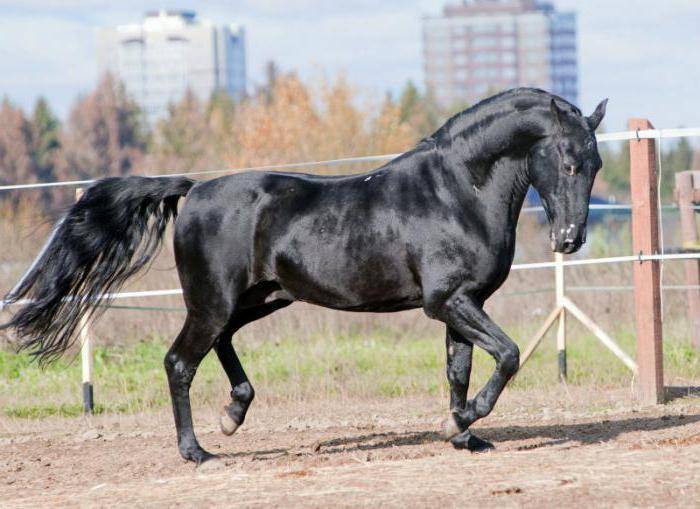 Кабардинская порода лошадей: историческая справка и характеристика породы, экстерьер и характер, уход
