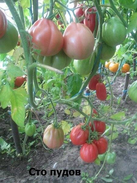 Гигантские помидоры для земледельцев — томат сто пудов: описание сорта и его характеристики