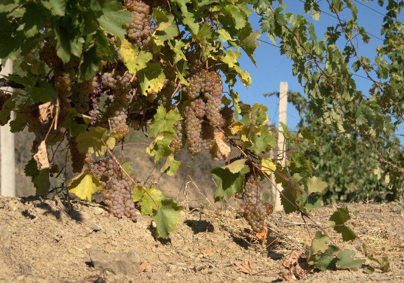 Ркацители вино белое сухое: сорт винограда, квеври, красное грузинское, полусладкое, описание, оранжевое, розовое