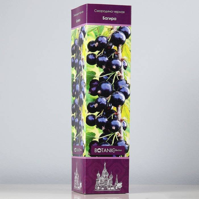 Сорт чёрной смородины багира – обильные урожаи вкусных ягод