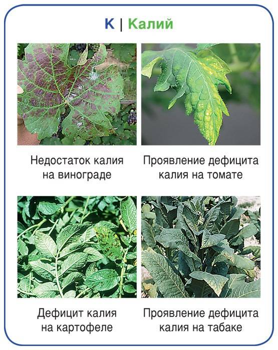 Как по листьям томатов определить какого элемента не хватает фото