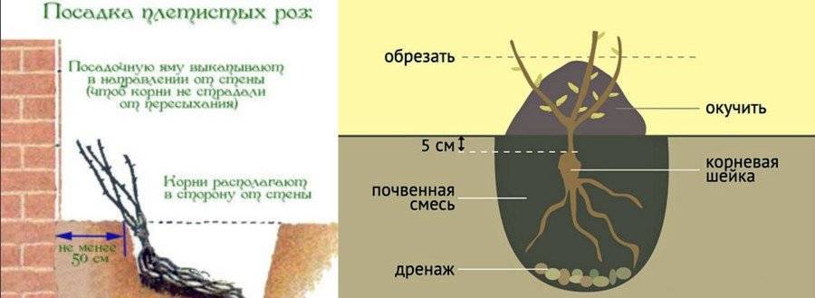 Как сажать розы весной пошаговая инструкция с фото