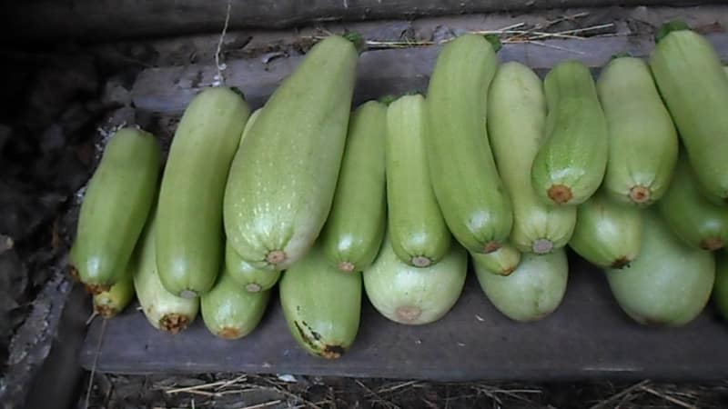 Кабачки на зиму: как хранить диетический продукт в домашних условиях