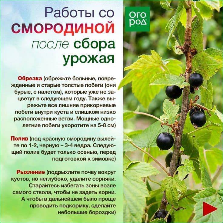 Вишня сохнет после цветения, что делать. почему сохнет вишня после цветения: что делать и как спасти дерево | дачная жизнь