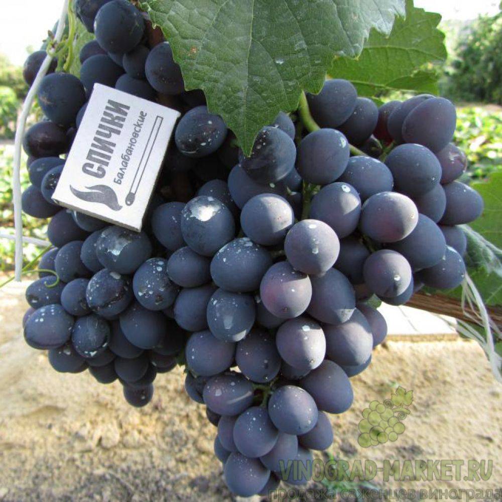 Виноград гала: селекция, описание, посадка и уход, достоинства, отзывы
