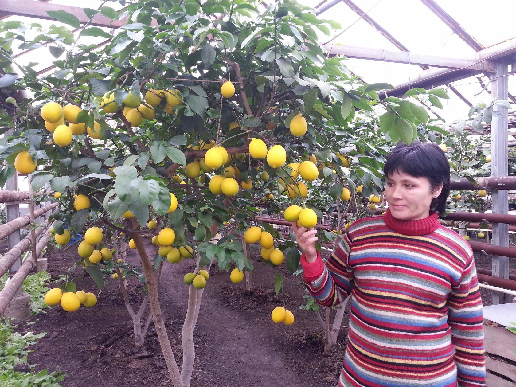 Узбекский (ташкентский) оранжевый лимон - чем отличается от обычного, как вырастить в домашних условиях