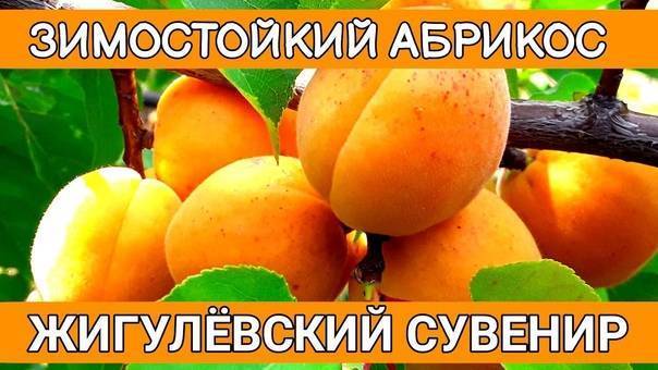 Колоновидный абрикос: лучшие сорта, посадка и уход, обрезка с фото