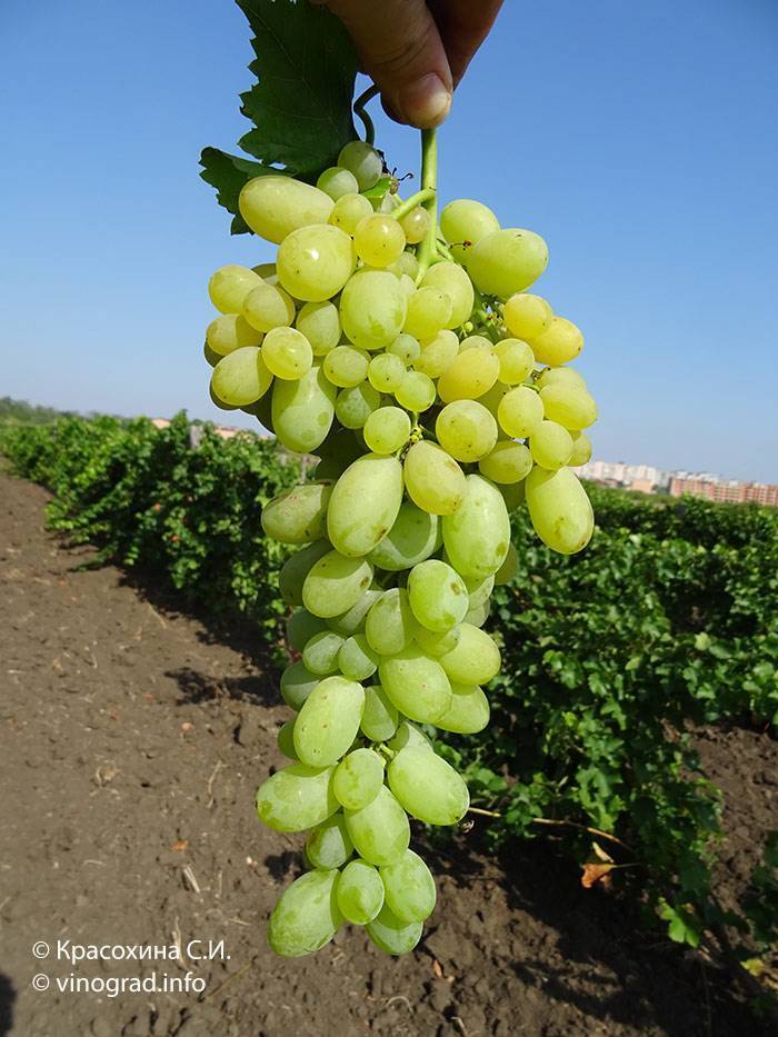 Столовые сорта винограда для 21-го столетия — виноград