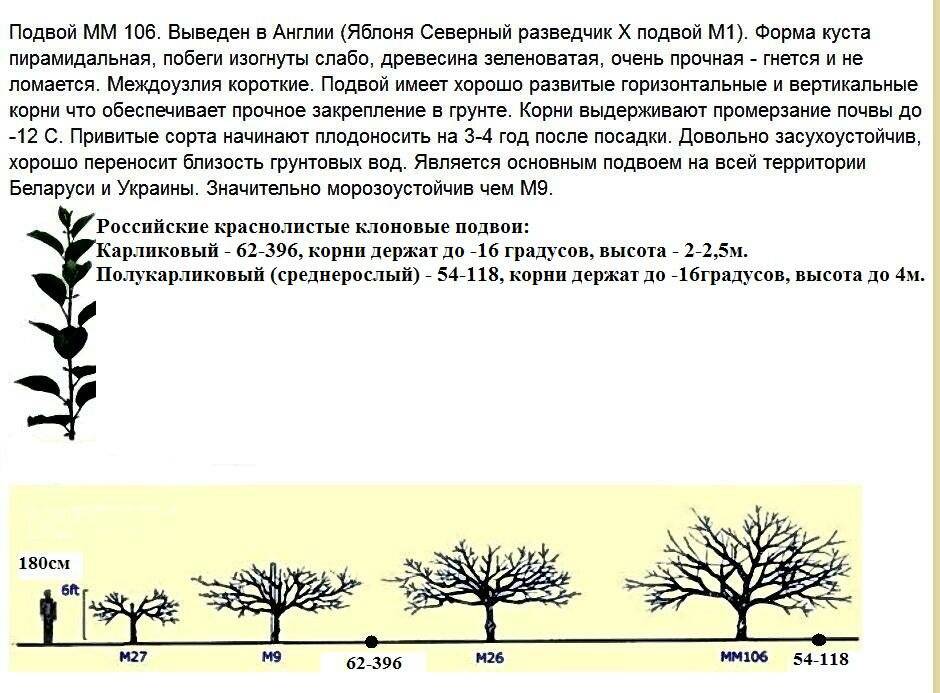 Схема посадки яблонь на карликовом подвое