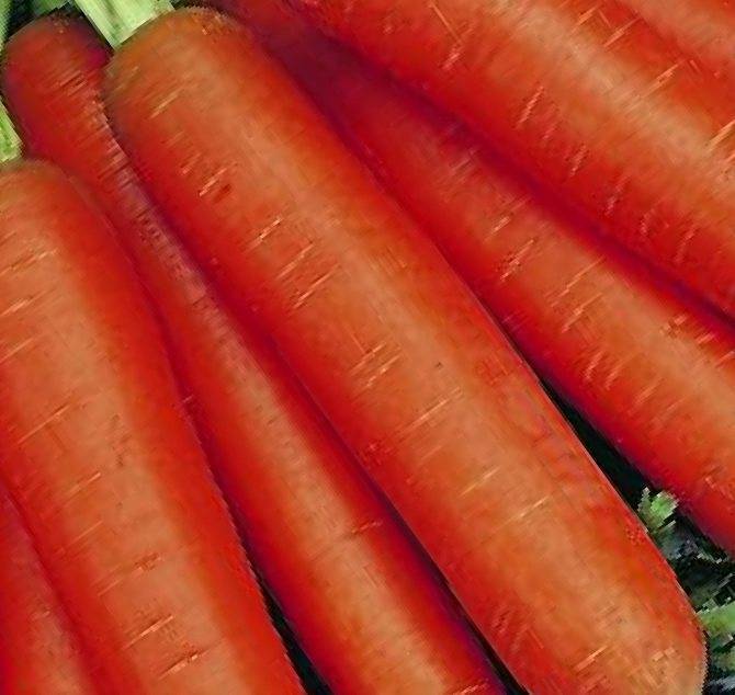Лучшие ранние сорта моркови