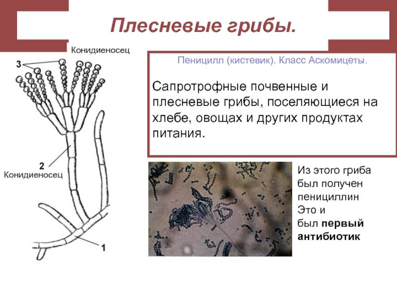 Строение пеницилла рисунок