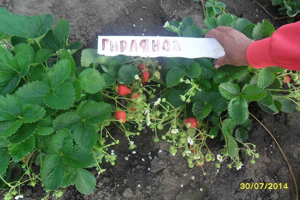 Клубника гирлянда: описание сорта садовой земляники выведенной в рф, отзывы садоводов с фото