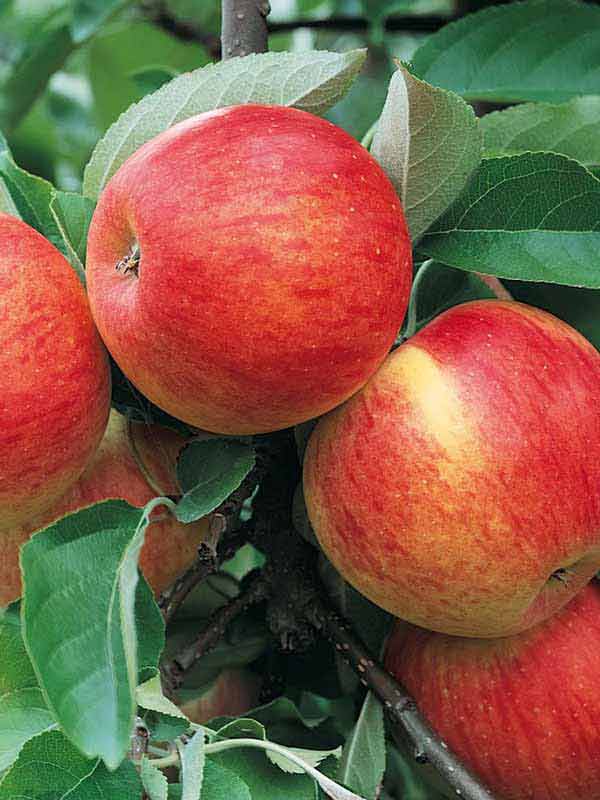 Сорт яблони эрли женева, описание, характеристика и отзывы, а также особенности выращивания данного сорта