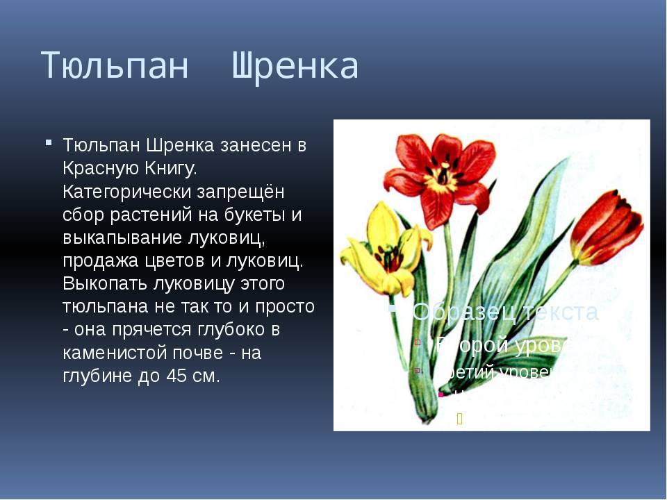 Тюльпан шренка: описание вида, размножение и места произрастания