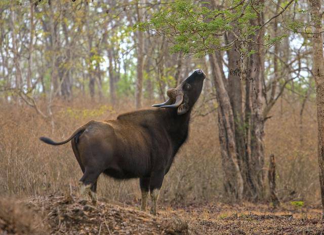 Гаур бык. образ жизни и среда обитания гаура