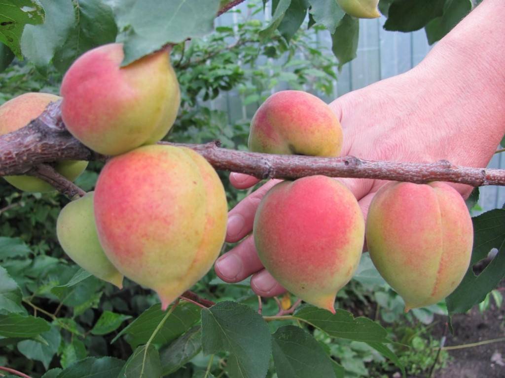 Описание сорта абрикосов киевский ранний, характеристики морозостойкости и урожайности