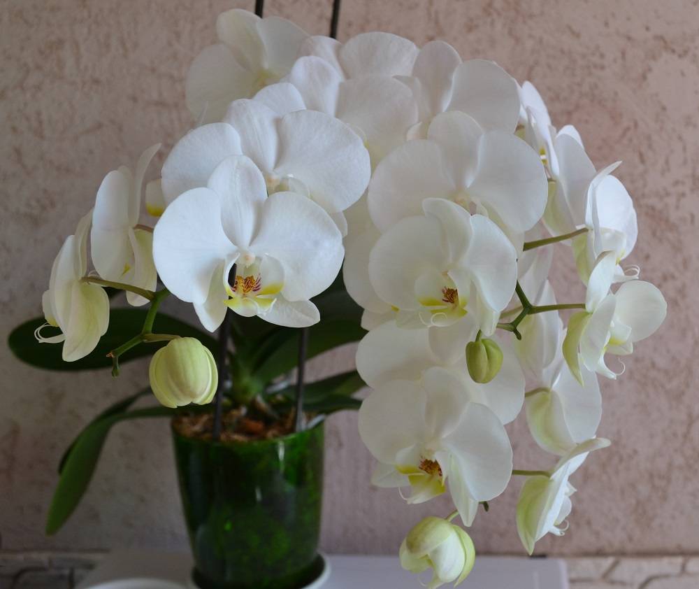 Орхидея фаленопсис дома