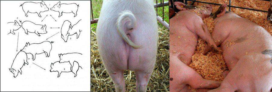 Что делать если супоросная свинья за 14 дней до опороса не ест