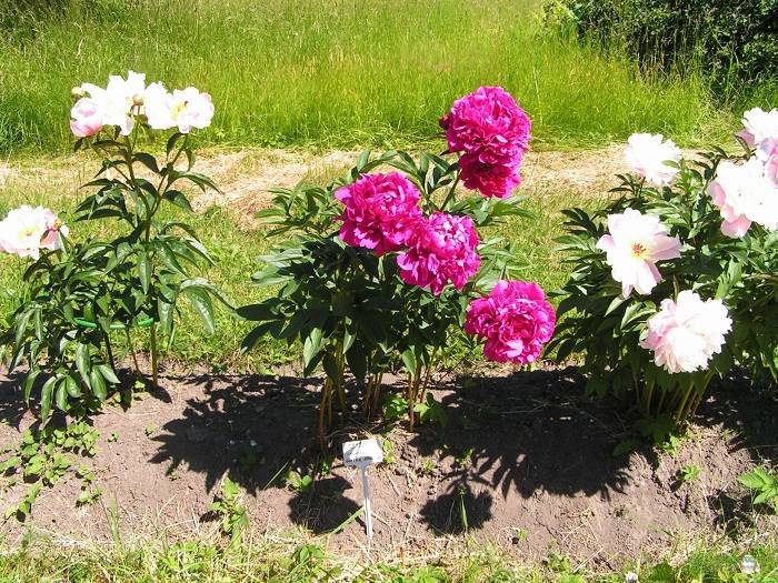 Пион канзас (paeonia kansas) — выращивание на садовом участке
