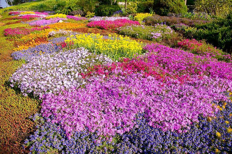 Почвопокровные многолетние цветы для вашего сада