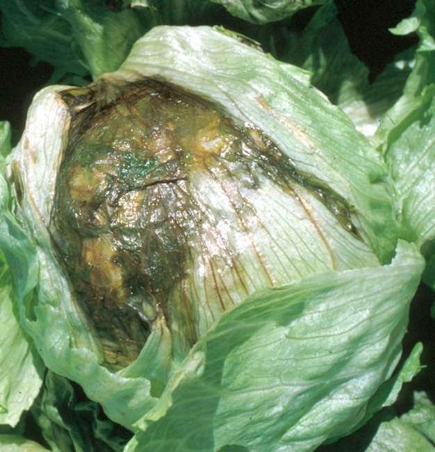 Описание и фото основных заболеваний капусты