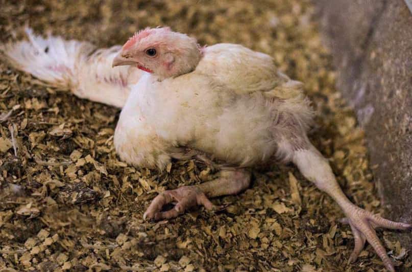 Как правильно определять симптомы болезней у цыплят и лечить их