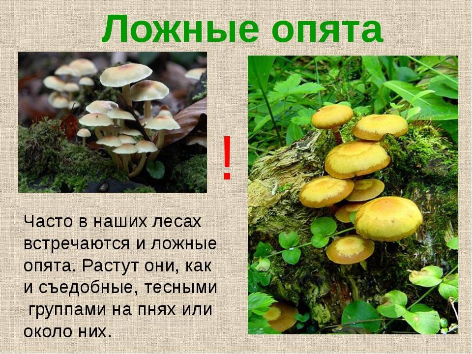 Опёнок летний: как найти, когда собирать, как готовить - grib-doma.ru