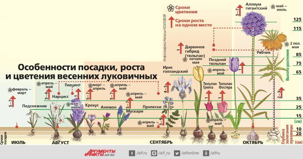 Когда срезать листья у тюльпанов после цветения. Выкопка луковиц тюльпанов после цветения. Тюльпаны после цветения. Когда выкапывать тюльпаны после цветения в открытом грунте в Сибири. Тюльпаны выкапывать после цветения или нет.