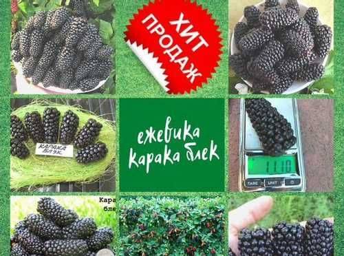 Ежевика карака блэк картинки