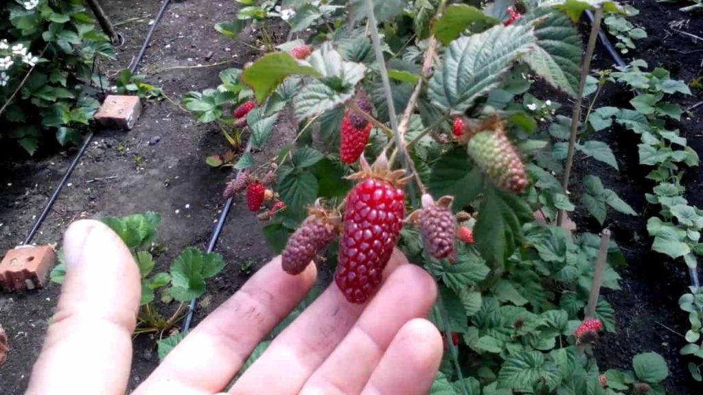 Ежемалина ???? | особенности выращивания и ухода
