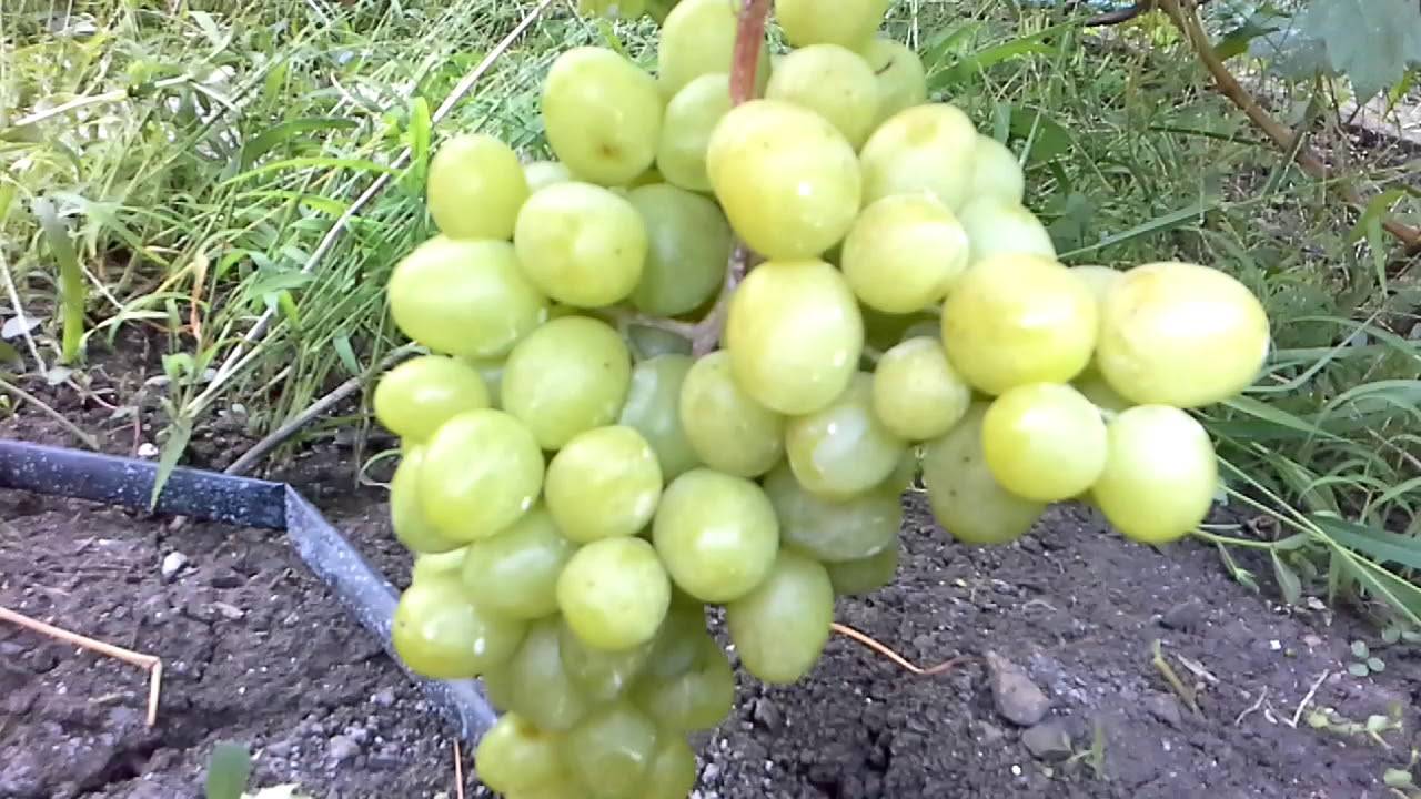 Сорт винограда дарья — описание и особенности выращивания