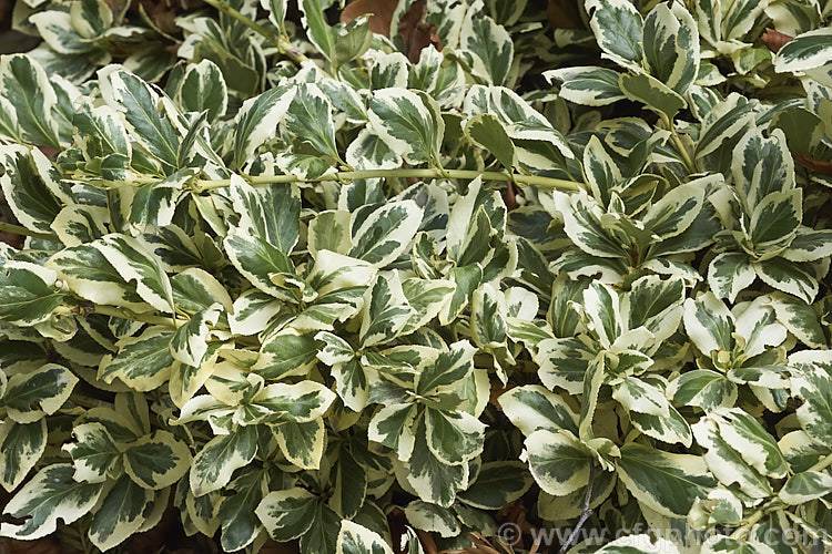 Можжевельник горизонтальный андорра вариегата (andorra variegata): фото, описание, отзывы