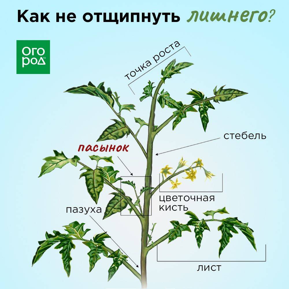 Обрезка помидоров в открытом грунте. Схема пасынкования помидоров. Пасынкование помидор. Правильное пасынкование томатов. Помидоры пасынкование и прищипывание.