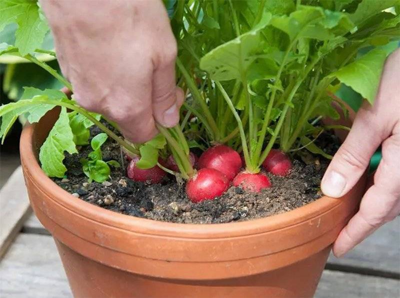 Как выращивать редиску в открытом грунте: дачная агротехника